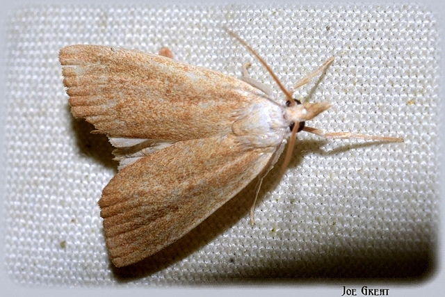 Calamotropha paludella - barna nádlevélmoly