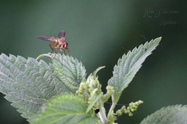 Tachinidae - fürkészlegyek