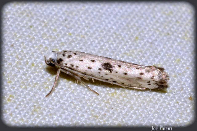 Yponomeuta plumbella - pókhálós bengemoly