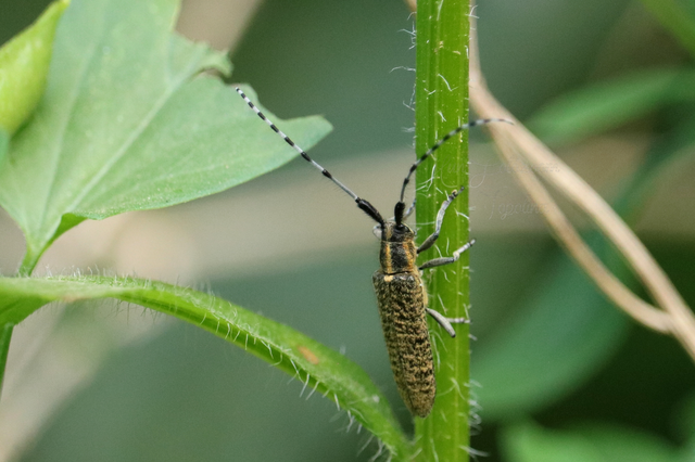 Agapanthia villosoviridescens - fehérgyűrűs bogáncscincér