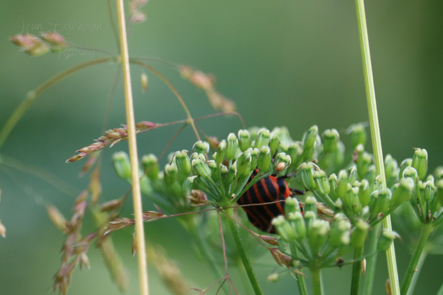 Graphosoma italicum - csíkos pajzsospoloska