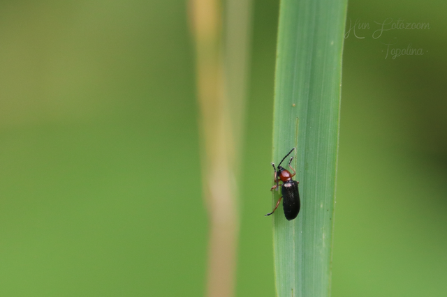 Oulema melanopus/duftschmidi
