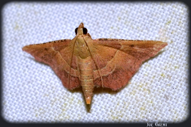 Endotricha flammealis - tüzesszárnyú fényilonca