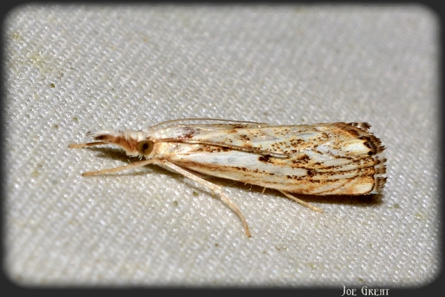 Catoptria falsella - hálós fűgyökérmoly