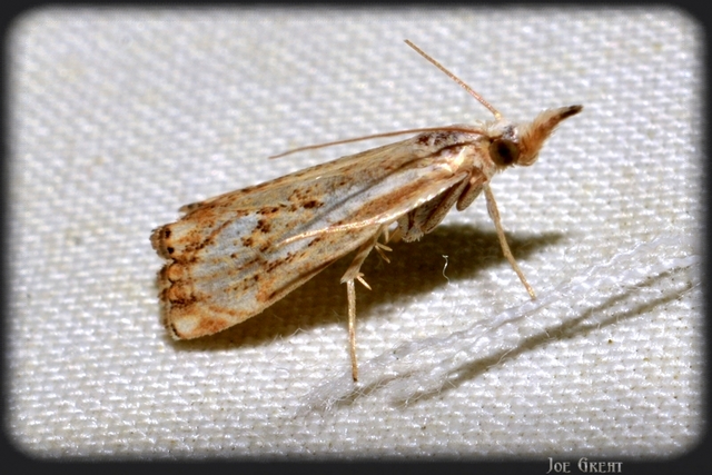 Catoptria falsella - hálós fűgyökérmoly