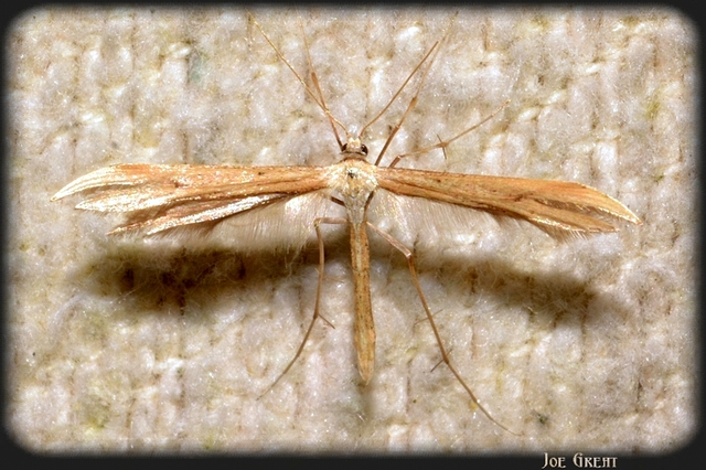 Pterophoridae - tollasmolyfélék