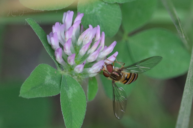 Episyrphus balteatus - ékfoltos zengőlégy