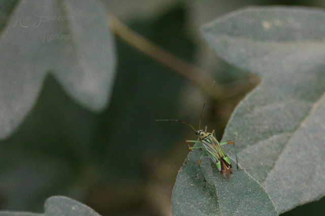 Mermitelocerus schmidtii