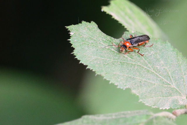 Cantharis pellucida - ligeti lágybogár