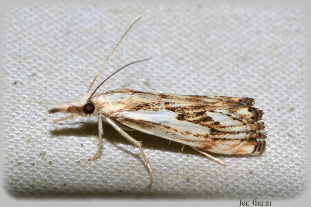 Catoptria falsella - hálós fűgyökérmoly