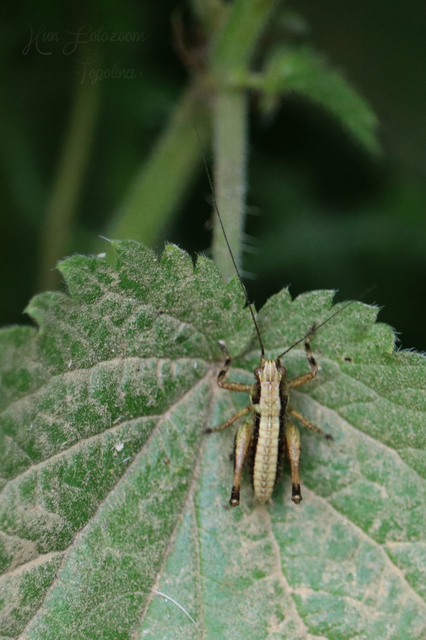 Pholidoptera