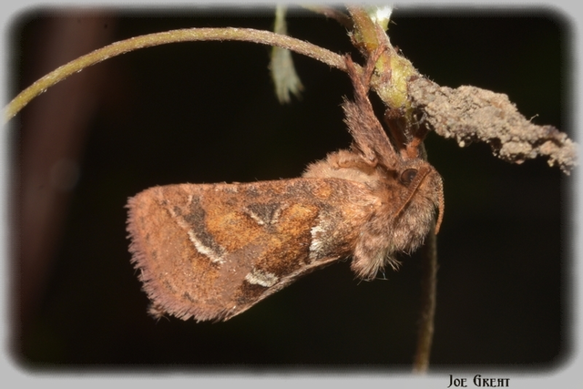 Triodia sylvina - kis gyökérrágólepke