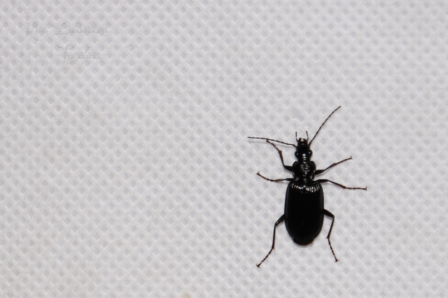 Limodromus longiventris - termetes kisfutó
