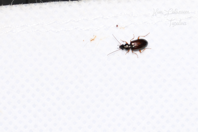 Bembidion