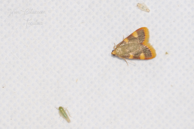 Hypsopygia costalis - szénailonca
