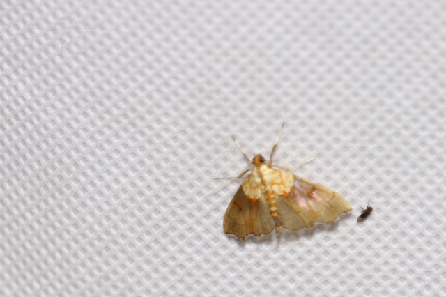 Agrotera nemoralis - ligeti tűzmoly