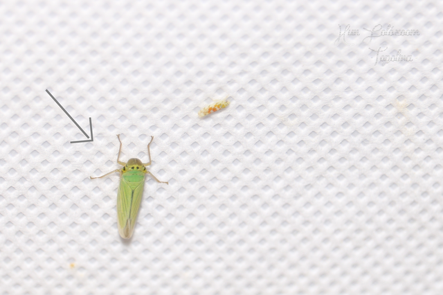 Cicadella viridis - méregzöld kabóca
