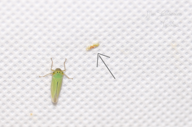 Typhlocyba quercus