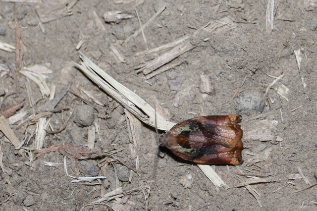 Archips podana - dudvarágó sodrómoly