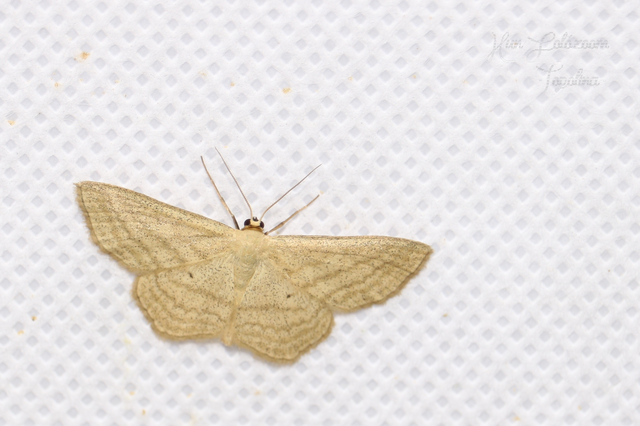 Scopula virgulata - vesszős sávosaraszoló
