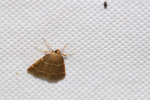 Hypsopygia glaucinalis - rezes fényilonca