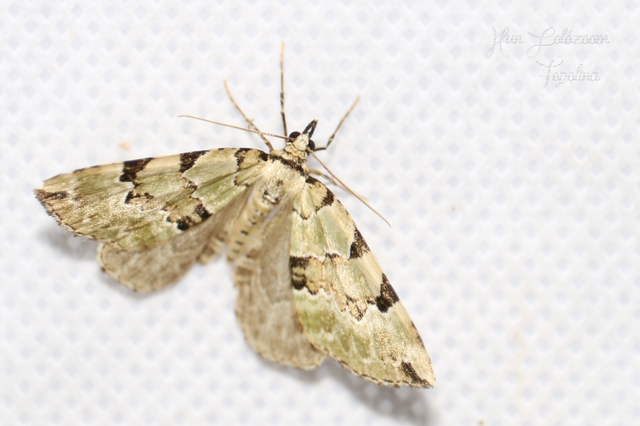 Colostygia pectinataria - zöld levélaraszoló