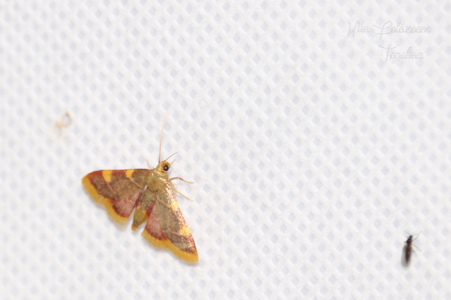 Hypsopygia costalis - szénailonca