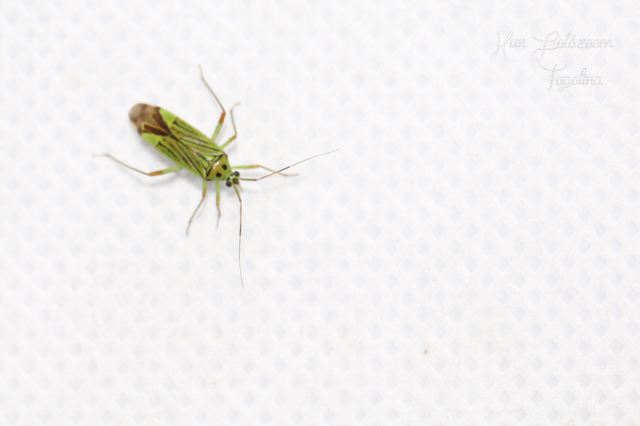 Mermitelocerus schmidtii