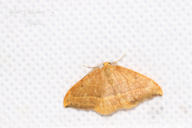 Watsonalla cultraria - bükkfa-sarlósszövő