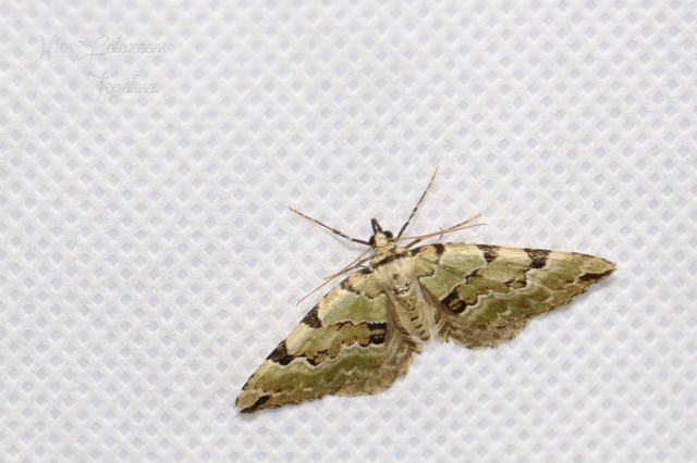 Colostygia pectinataria - zöld levélaraszoló