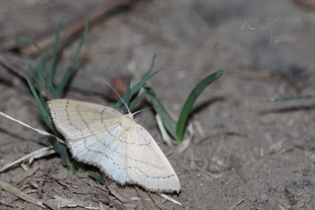 Cyclophora linearia - vonalas pettyesaraszoló