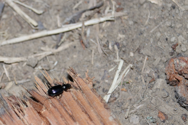 Bembidion