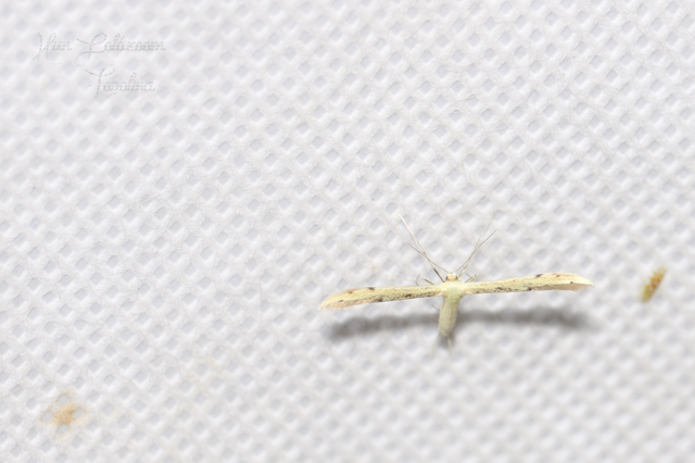 Pterophoridae - tollasmolyfélék