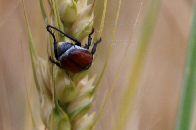 Anisoplia austriaca - osztrák szipoly