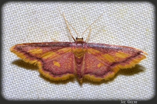 Idaea muricata - mocsári pirosaraszoló