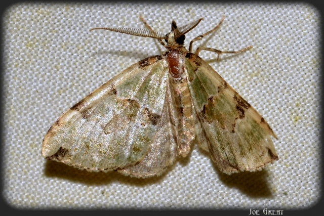 Colostygia pectinataria - zöld levélaraszoló