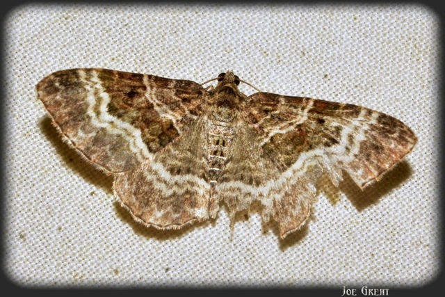 Epirrhoe alternata - galaj-tarkaaraszoló