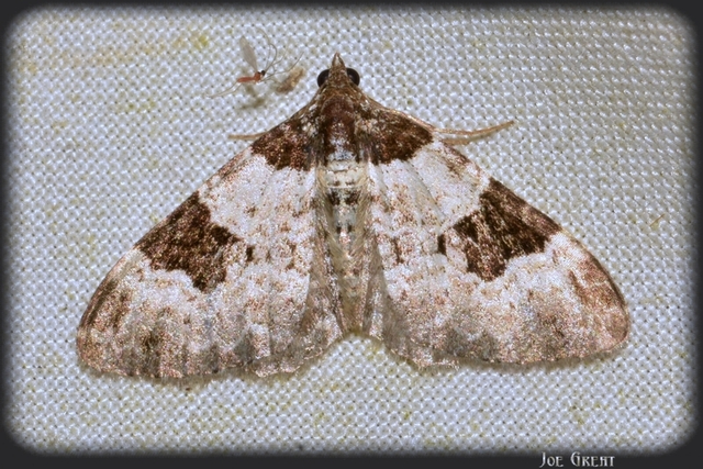 Xanthorhoe fluctuata - közönséges tarkaaraszoló