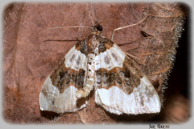 Cosmorhoe ocellata - szemes galajaraszoló