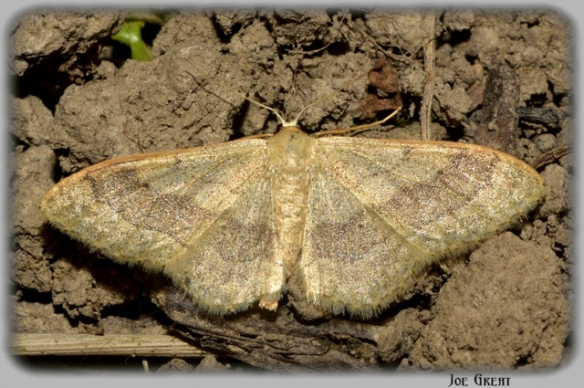 Idaea aversata - nagy sávosaraszoló