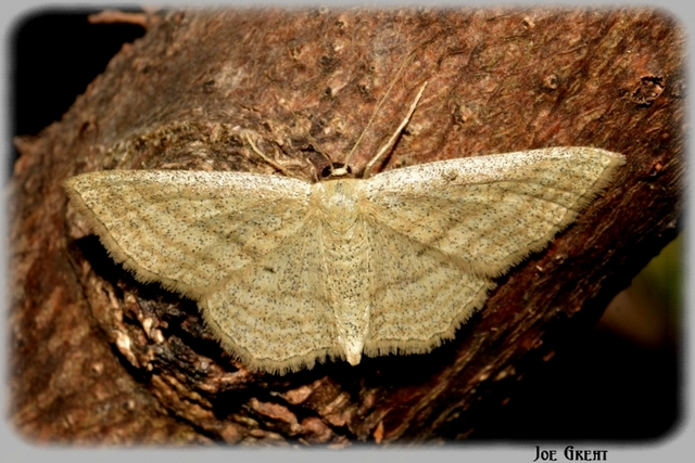 Scopula virgulata - vesszős sávosaraszoló