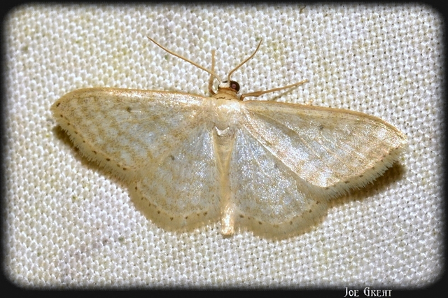 Idaea subsericeata - ötvonalas apróaraszoló