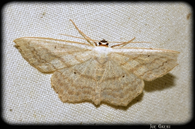 Scopula nigropunctata - feketepettyes araszoló