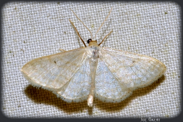 Idaea subsericeata - ötvonalas apróaraszoló