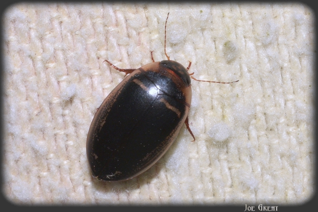 Hydaticus transversalis - harántsávos mocsáricsíkbogár
