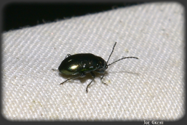 Coleoptera - Bogarak