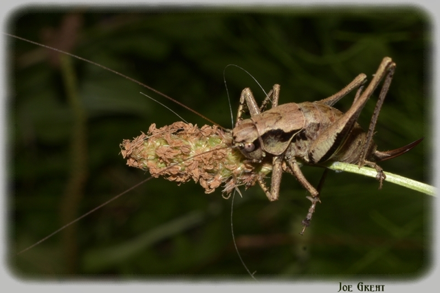 Pholidoptera griseoaptera - szürke avarszöcske