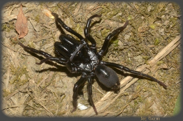 Atypidae - torzpókok