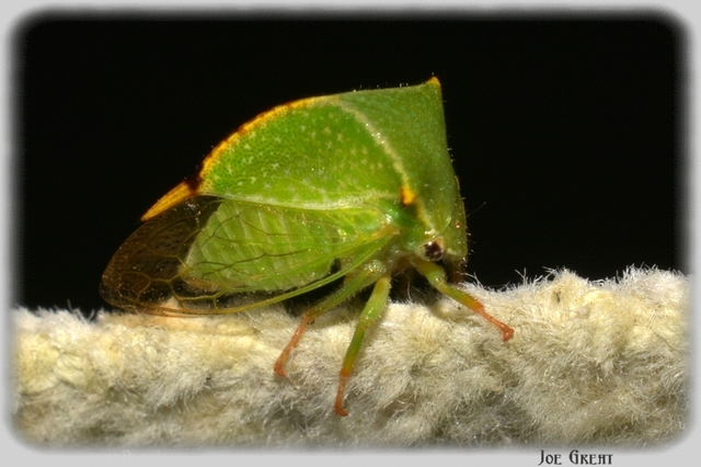 Stictocephala bisonia - bivalykabóca