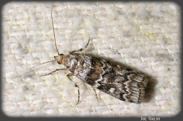Dioryctria